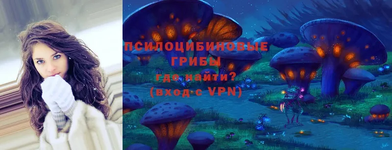 Галлюциногенные грибы Psilocybine cubensis  Ногинск 